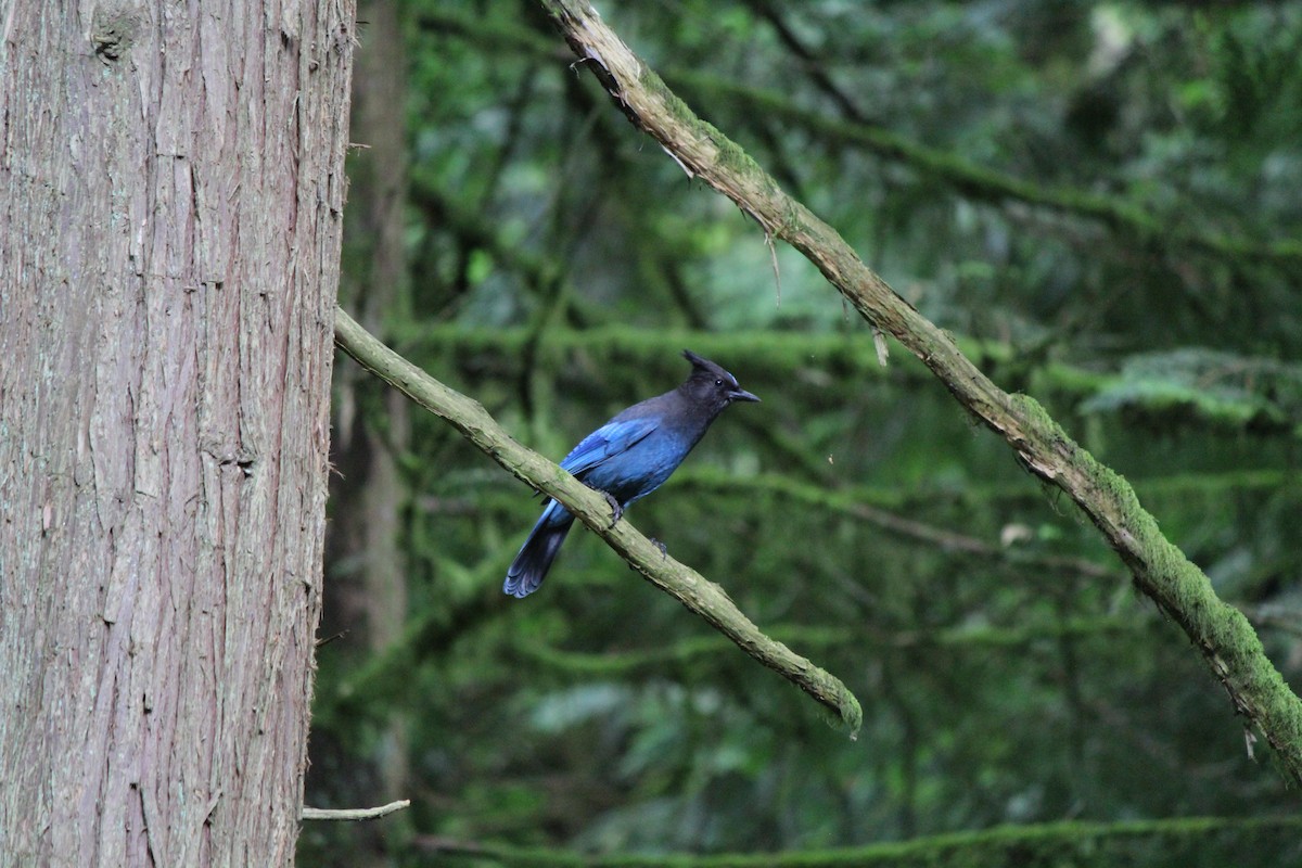 Steller's Jay (Coastal) - Quetzal Pineda