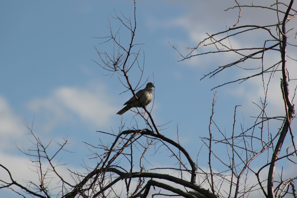 Eurasian Collared-Dove - ML619608416