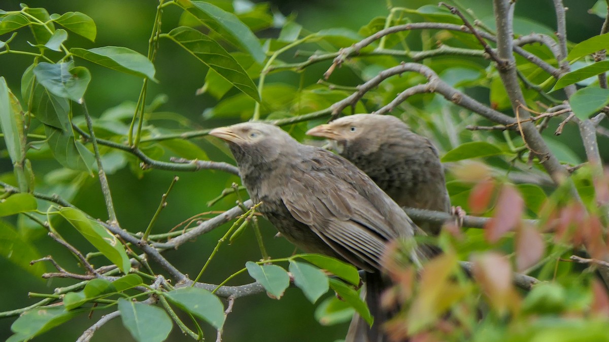 Yellow-billed Babbler - ML619608417