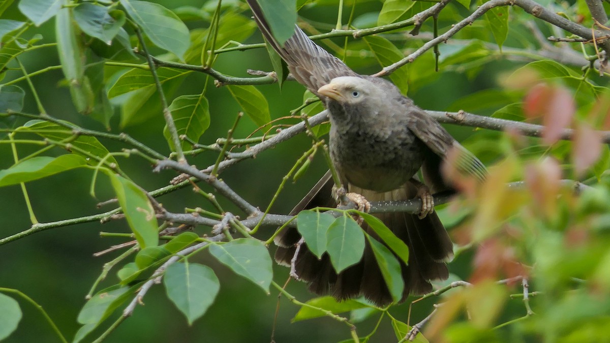 Yellow-billed Babbler - ML619608418