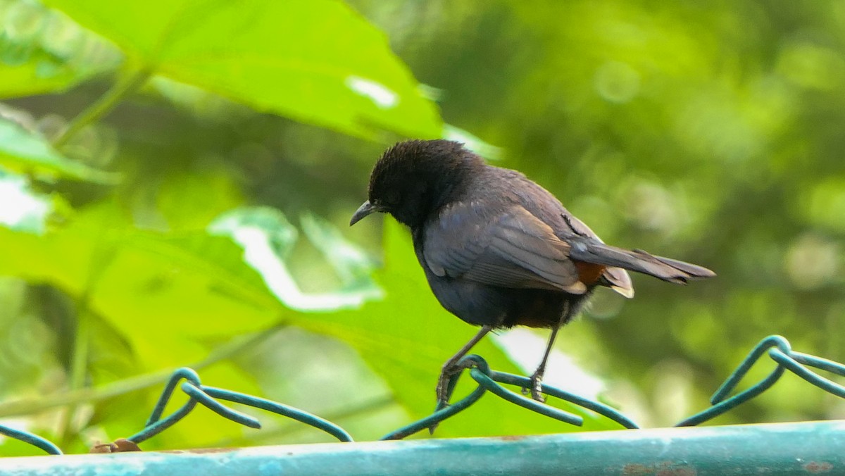 Indian Robin - Bijoy Venugopal