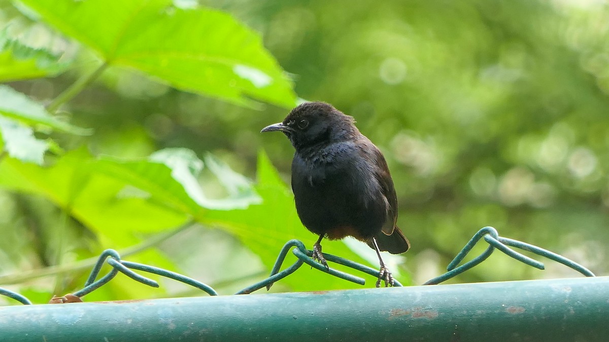 Indian Robin - Bijoy Venugopal