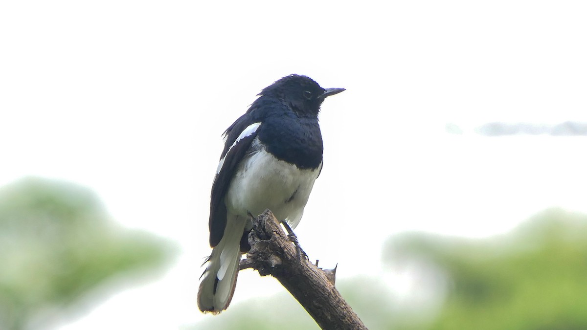 Oriental Magpie-Robin - Bijoy Venugopal