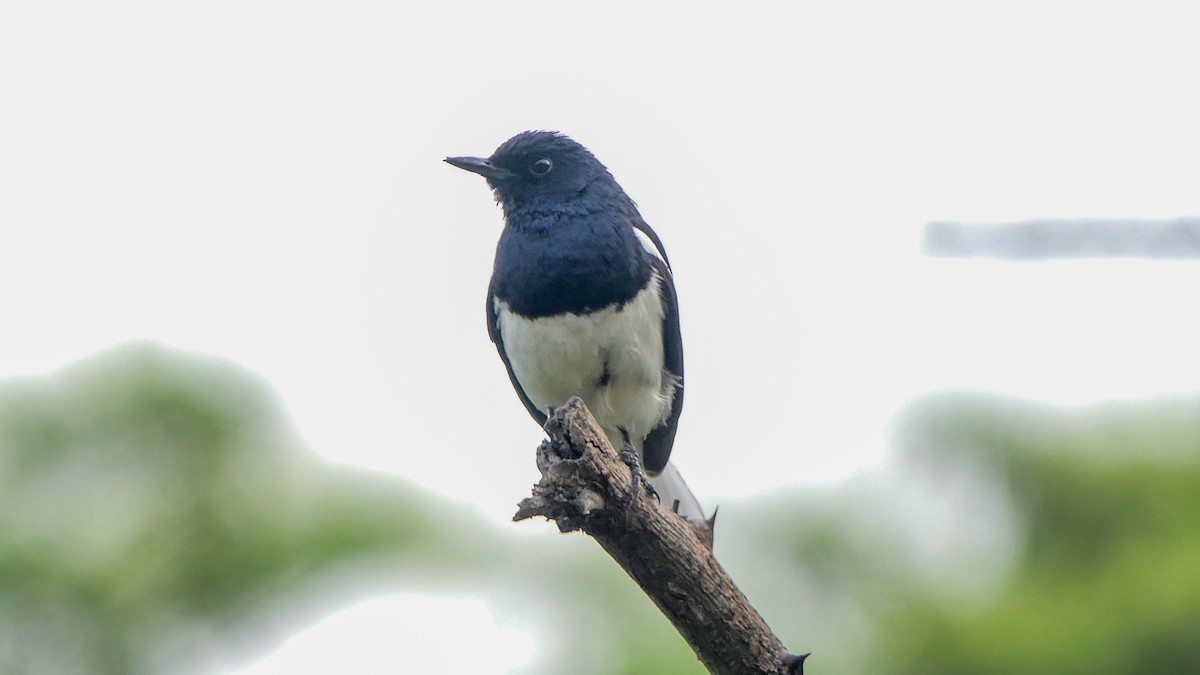 Oriental Magpie-Robin - Bijoy Venugopal