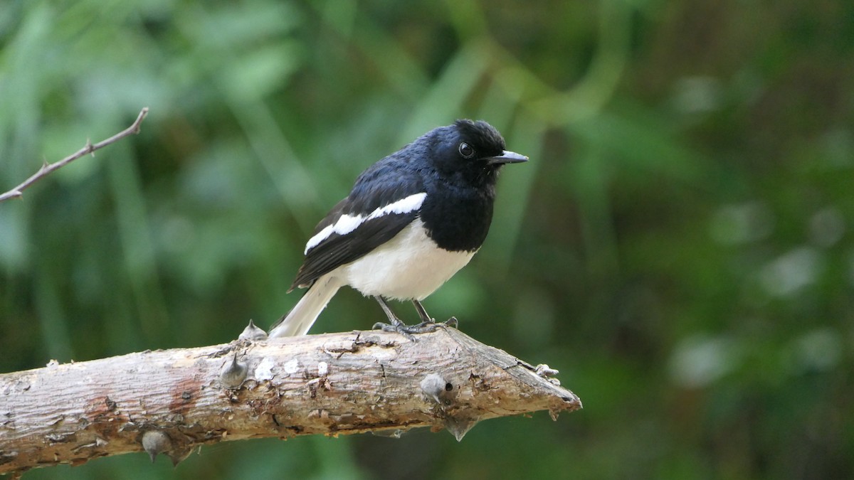 Oriental Magpie-Robin - Bijoy Venugopal