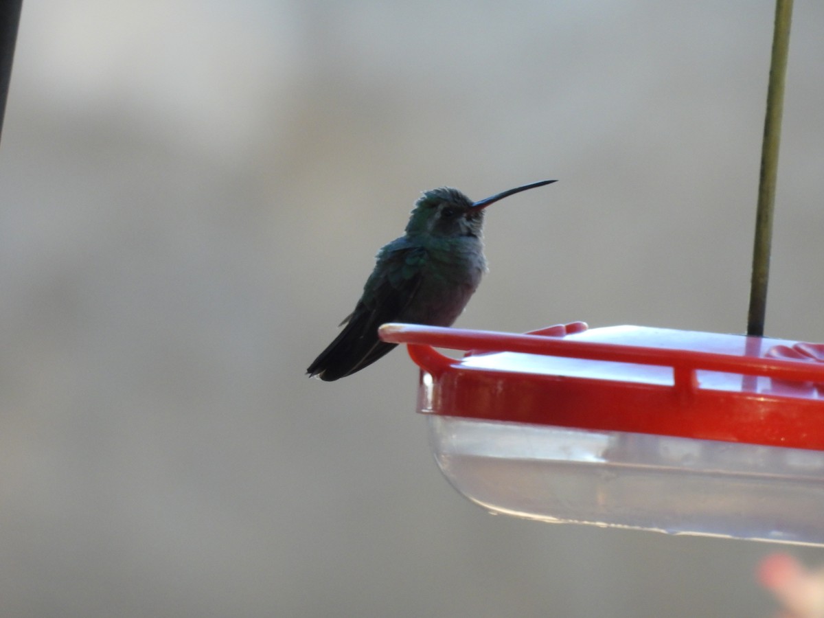Broad-billed Hummingbird - Ben Wik