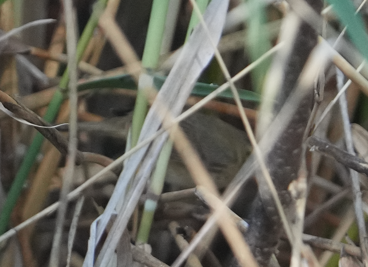 Baikal Bush Warbler - Zhongyu Wang