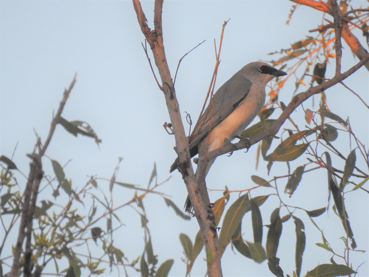 White-bellied Cuckooshrike - ML619608432