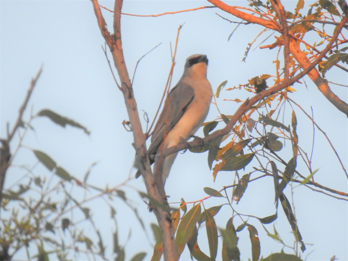 White-bellied Cuckooshrike - Monica Mesch