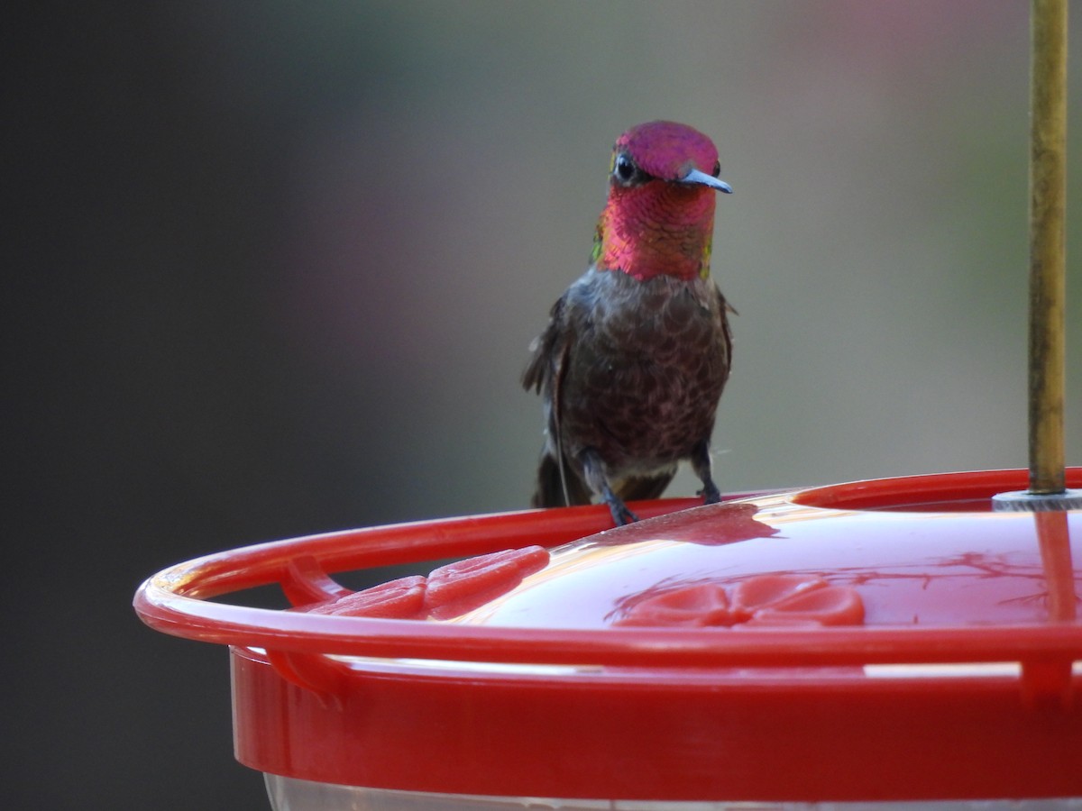 Anna's Hummingbird - Ben Wik