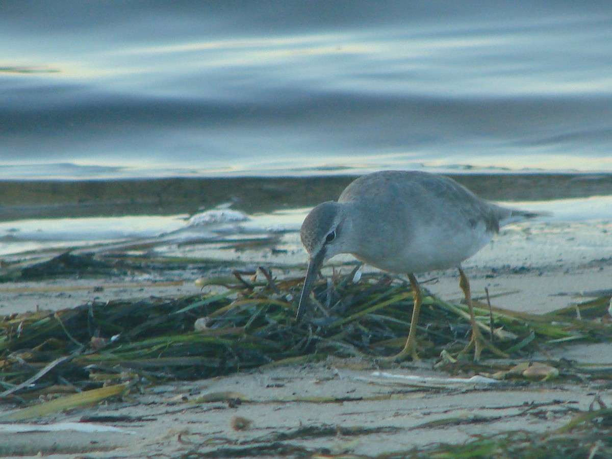 Gray-tailed Tattler - Andrew Bishop