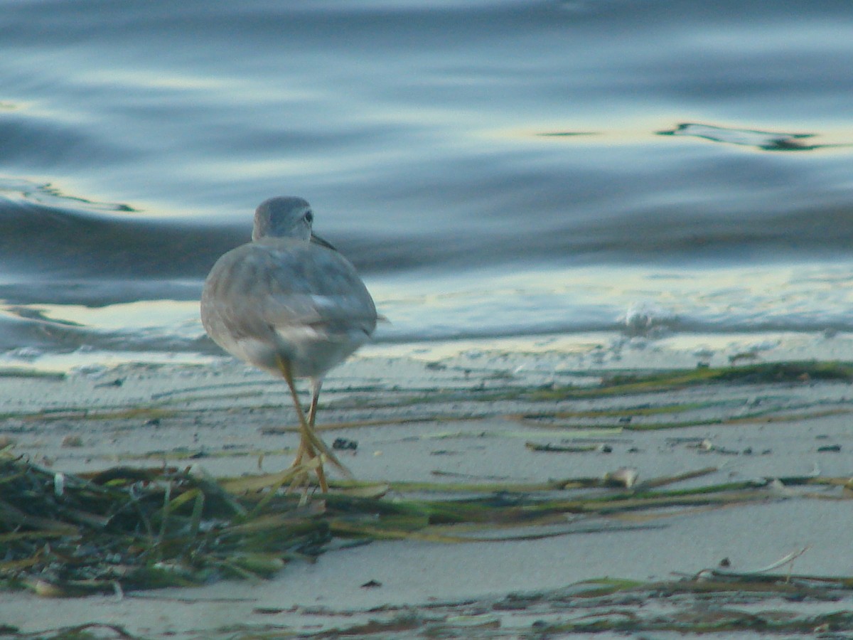 Gray-tailed Tattler - Andrew Bishop