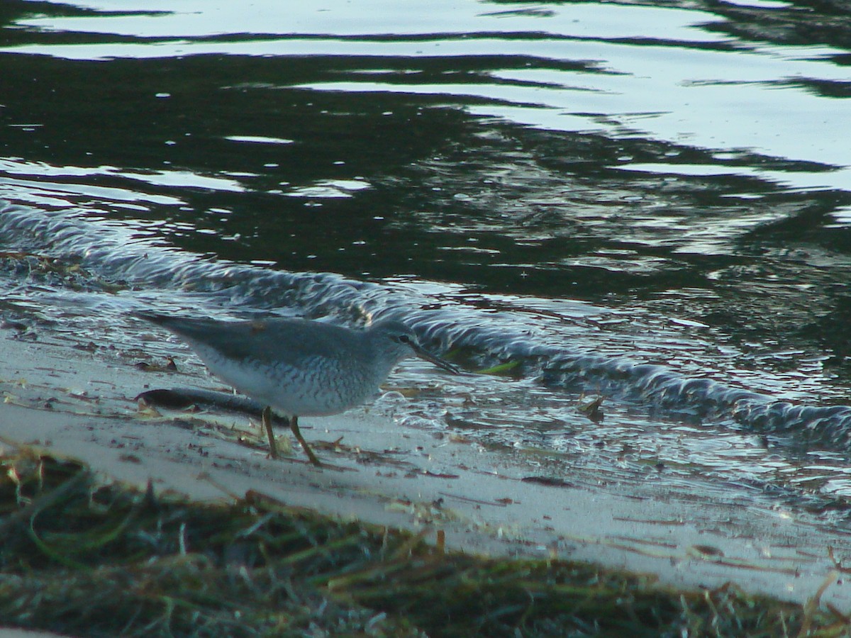 Gray-tailed Tattler - Andrew Bishop