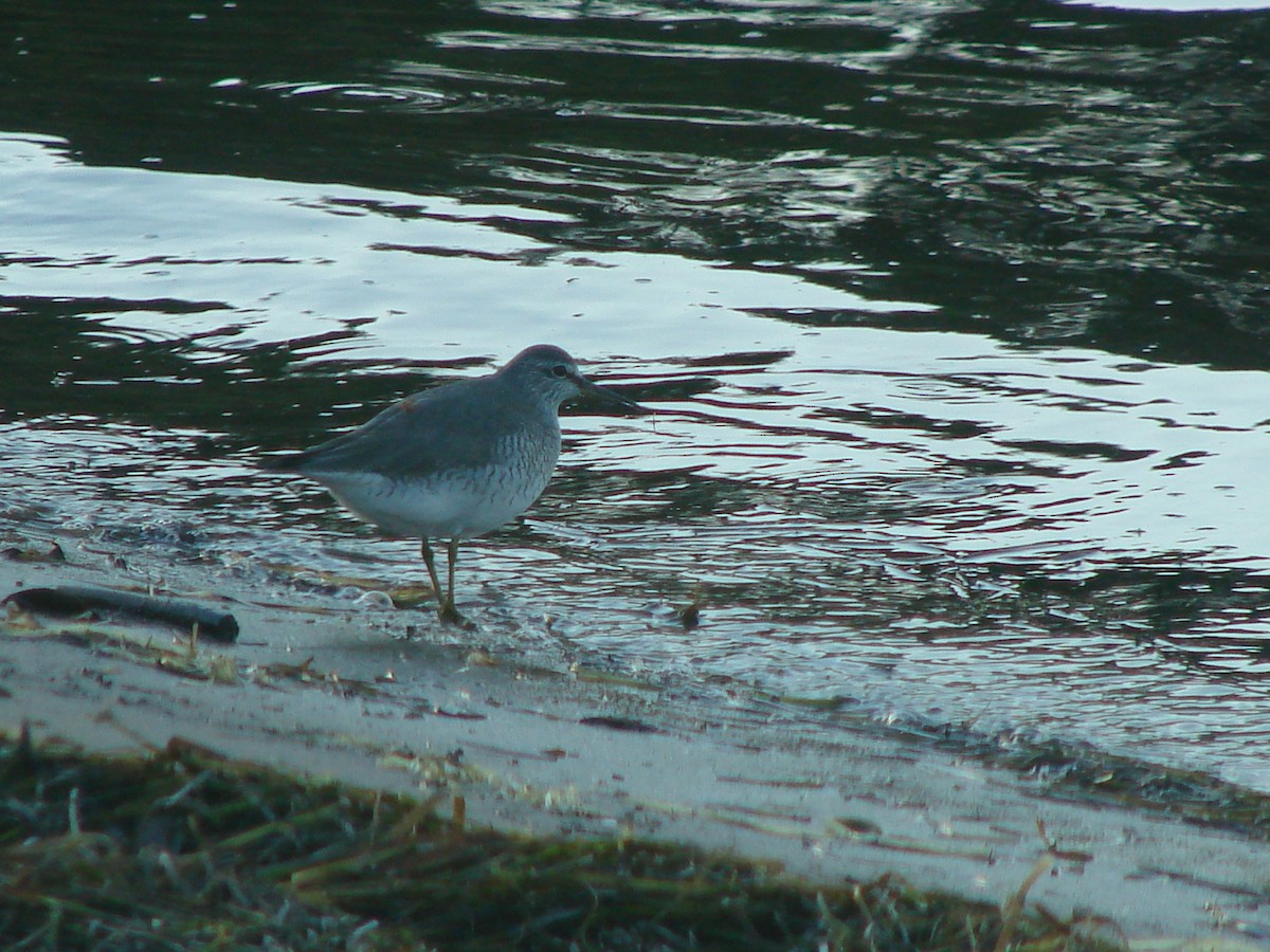 Gray-tailed Tattler - Andrew Bishop