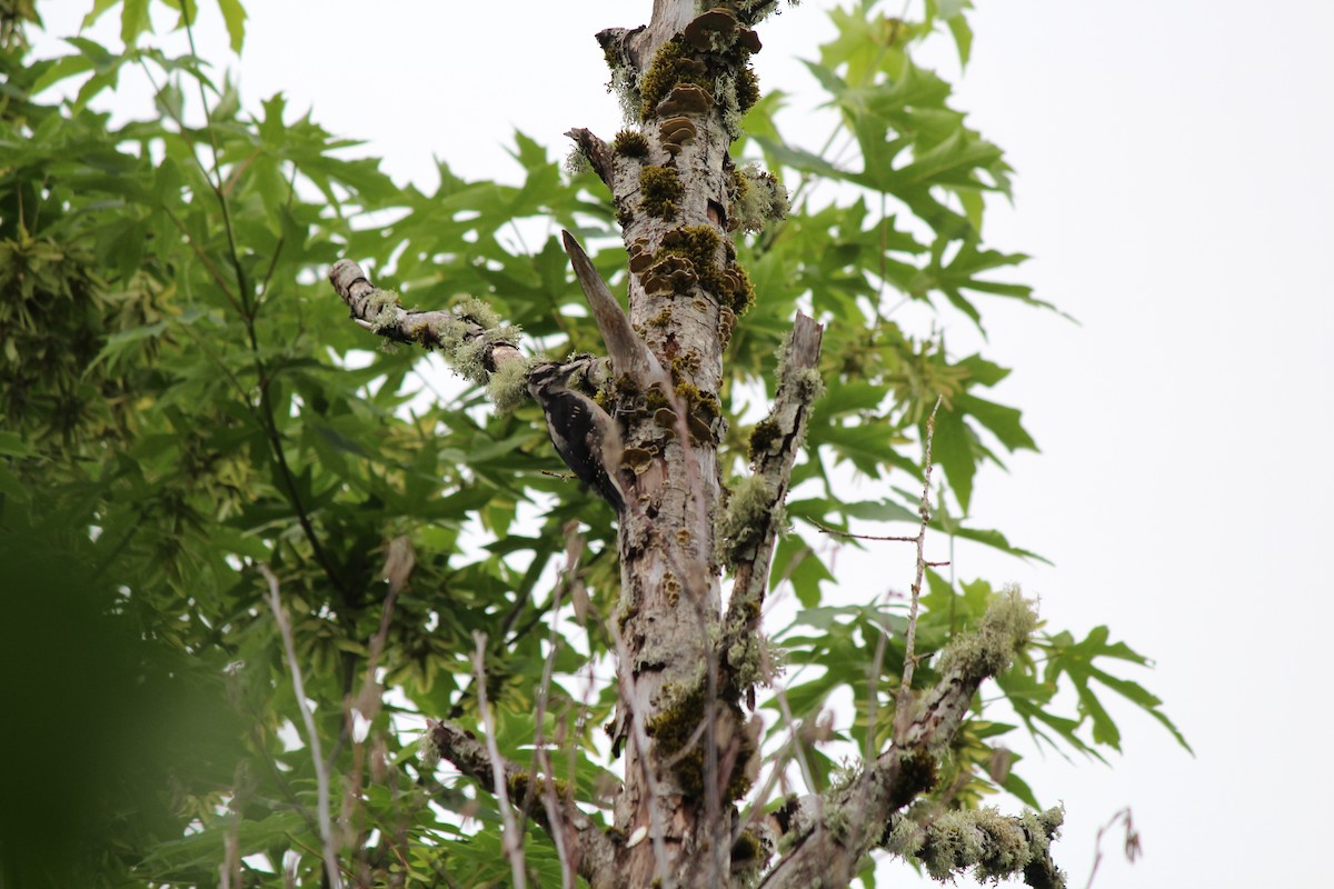 Hairy Woodpecker - Quetzal Pineda