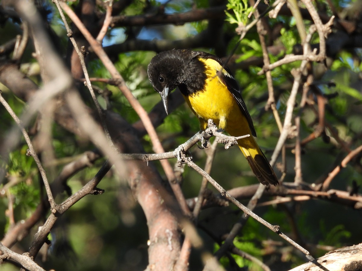 Scott's Oriole - Ben Wik