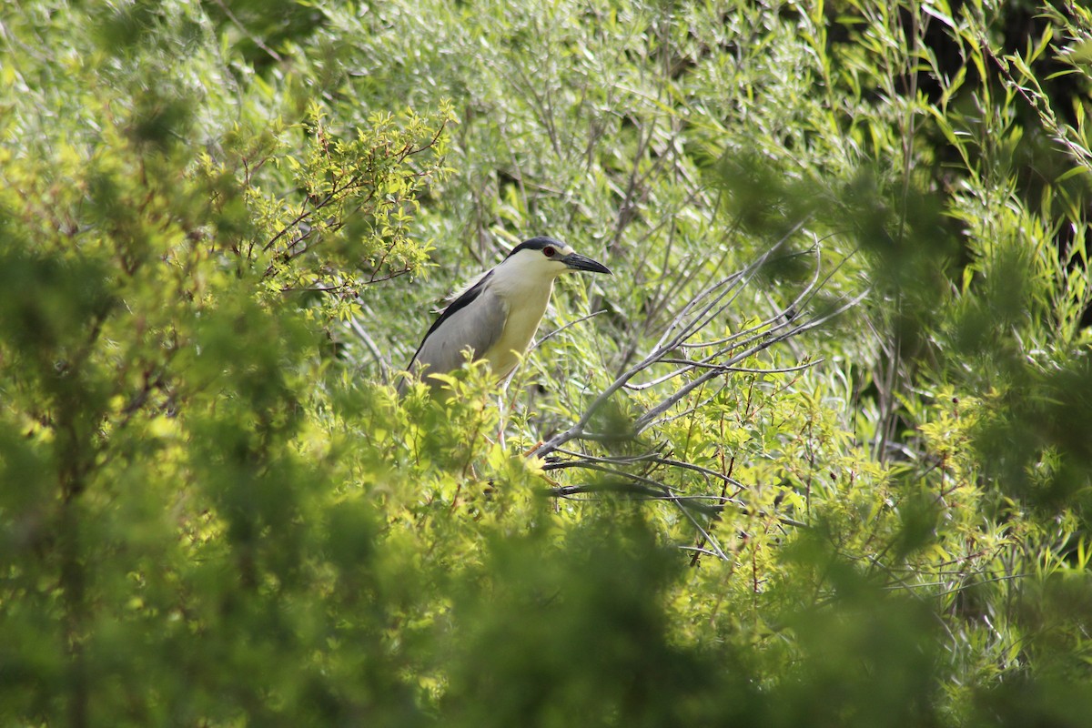 Black-crowned Night Heron - Paul Rinzler