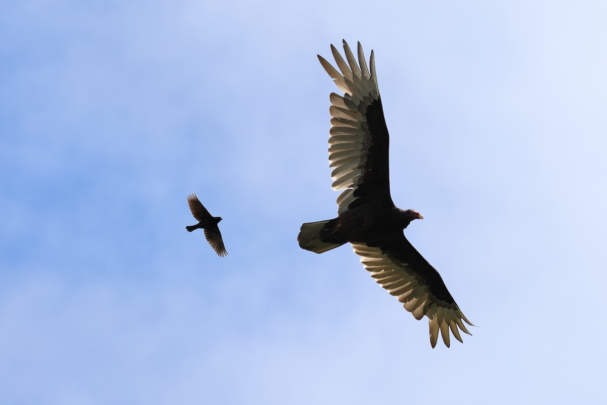 Turkey Vulture - Darcy Pinotti