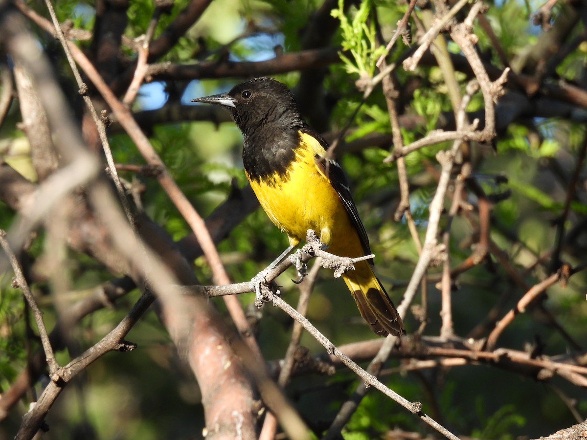 Scott's Oriole - Ben Wik