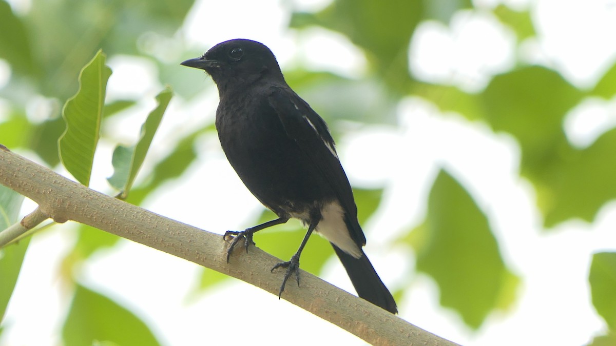 Pied Bushchat - Bijoy Venugopal