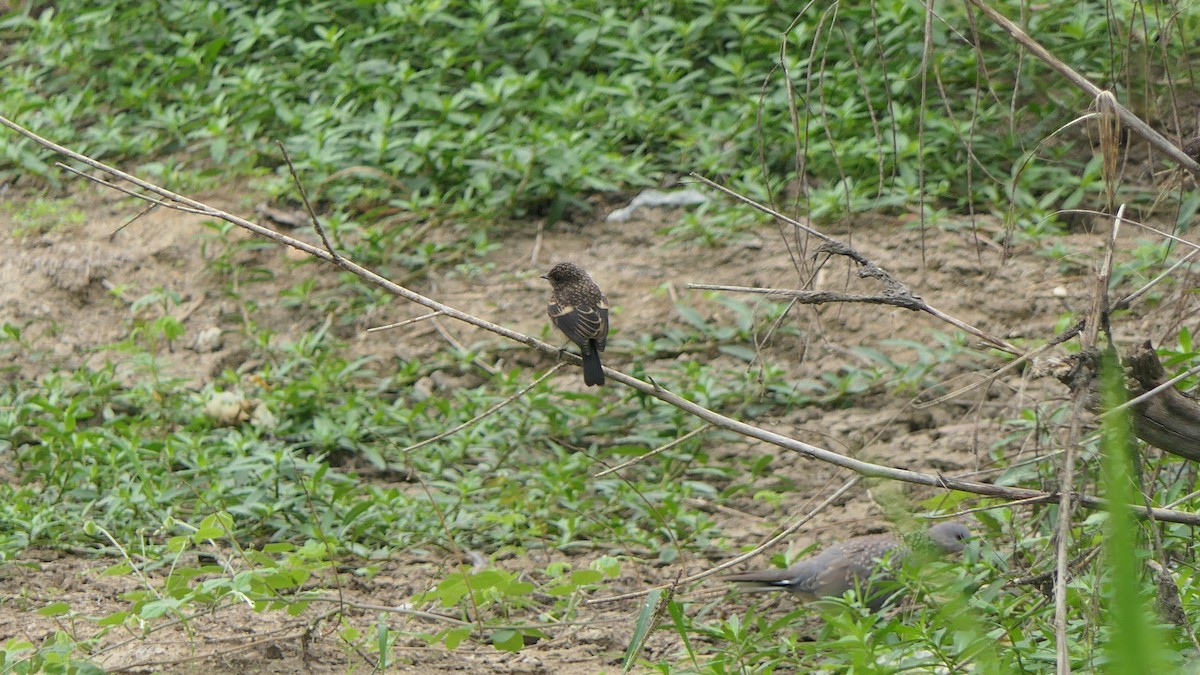 Pied Bushchat - Bijoy Venugopal