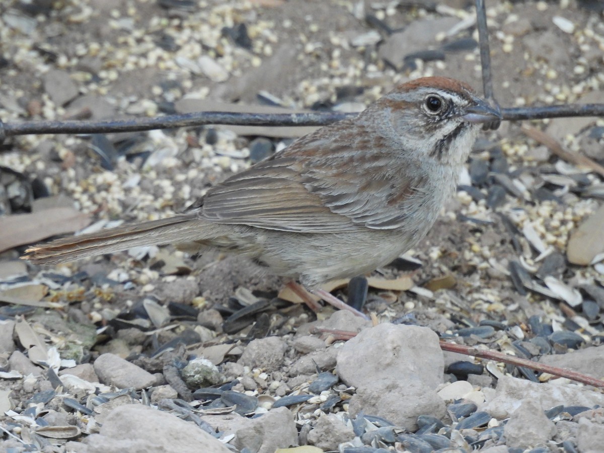 Rufous-crowned Sparrow - Ben Wik