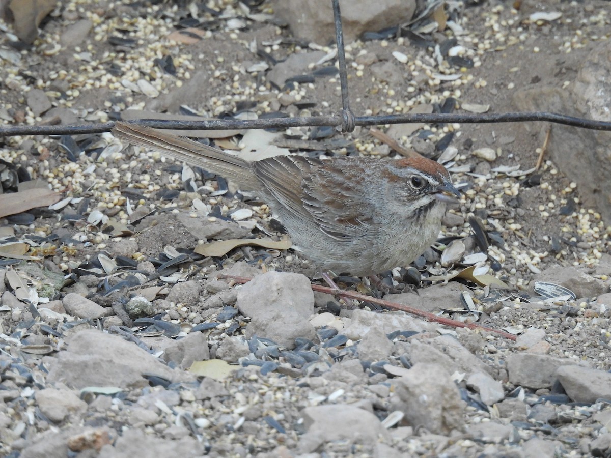 Rufous-crowned Sparrow - Ben Wik