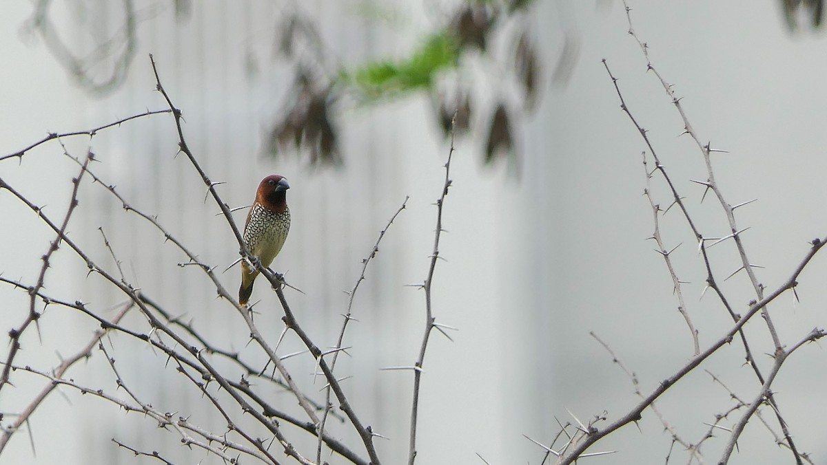 Scaly-breasted Munia - Bijoy Venugopal