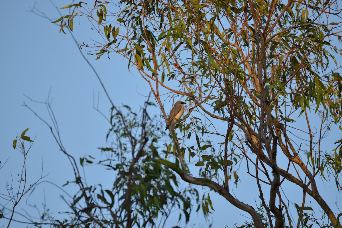 White-bellied Cuckooshrike - Monica Mesch