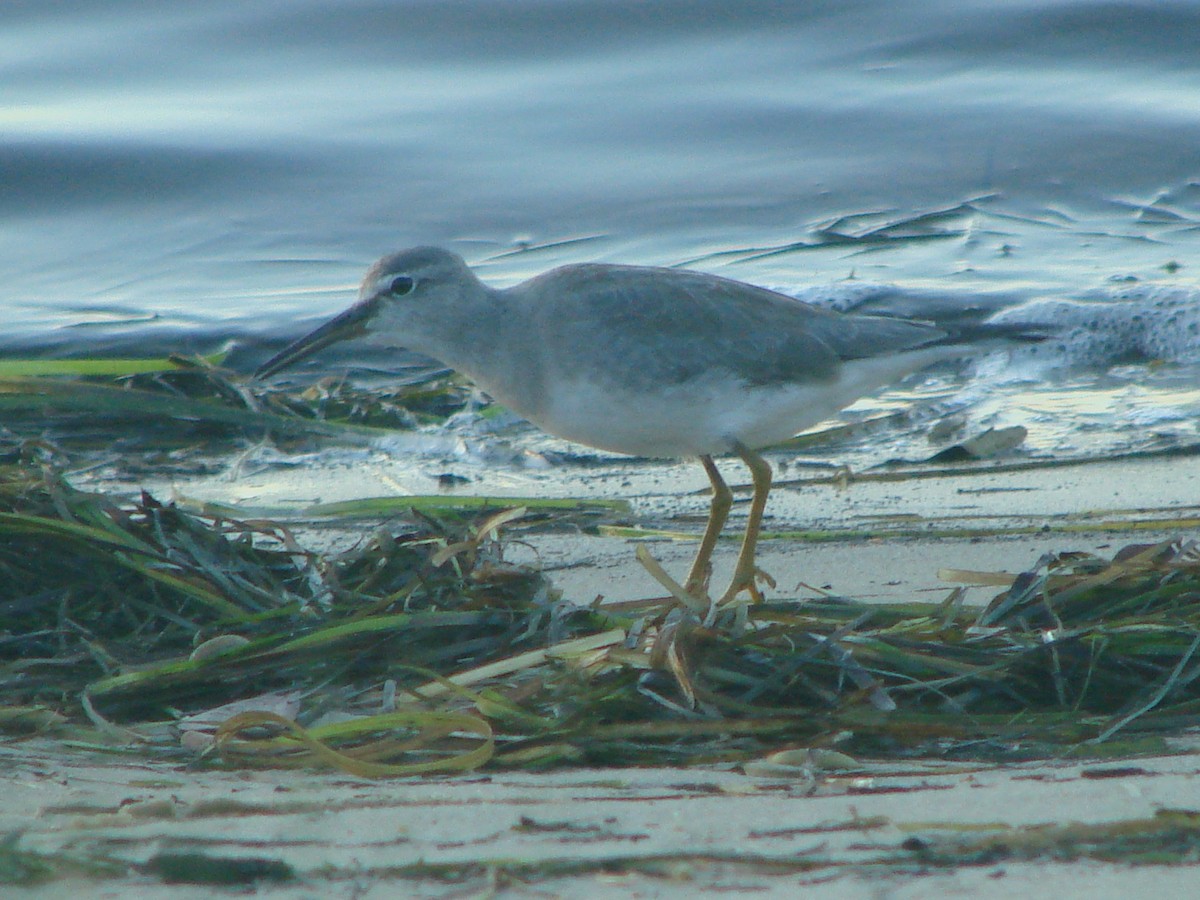 Gray-tailed Tattler - Andrew Bishop