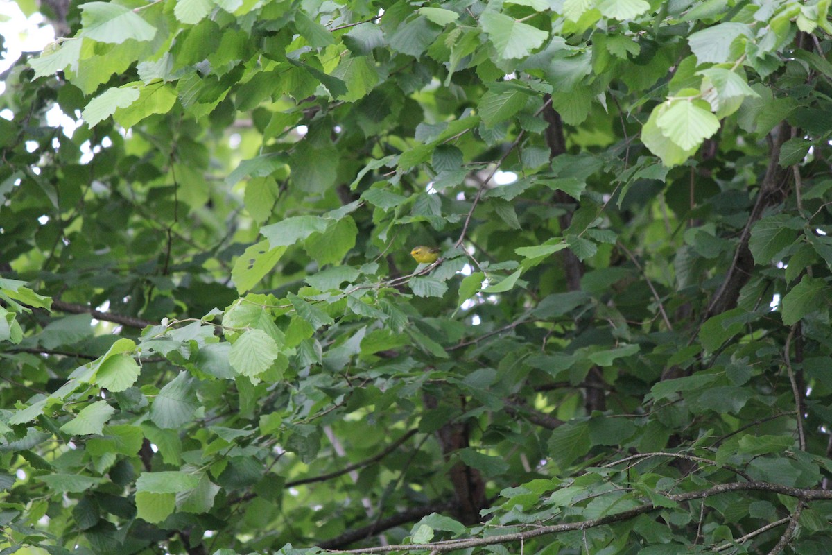 Wilson's Warbler - Quetzal Pineda