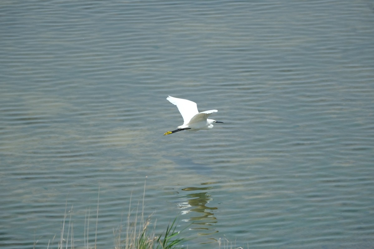 Little Egret - Gürol Karan