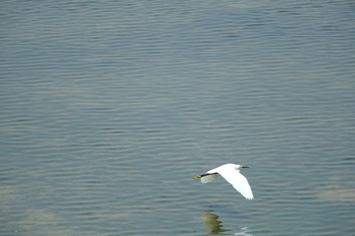 Little Egret - Gürol Karan