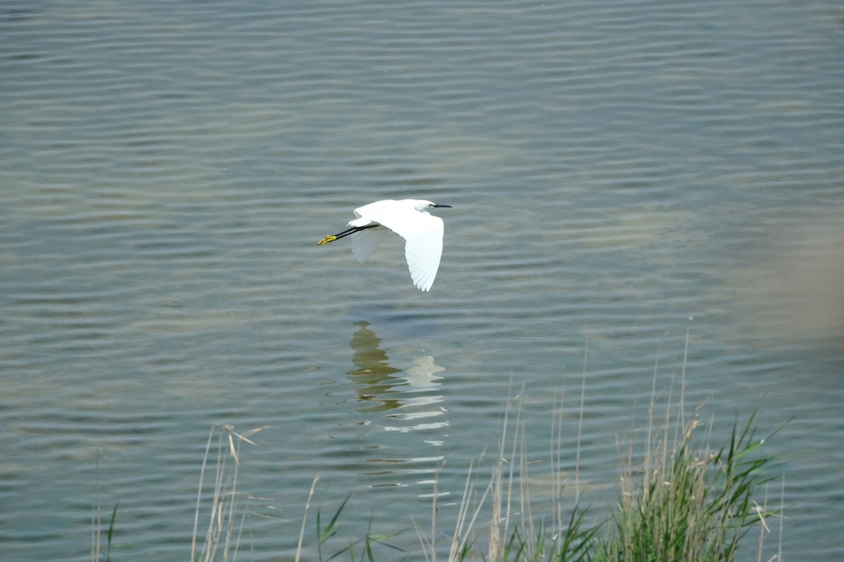 Little Egret - Gürol Karan