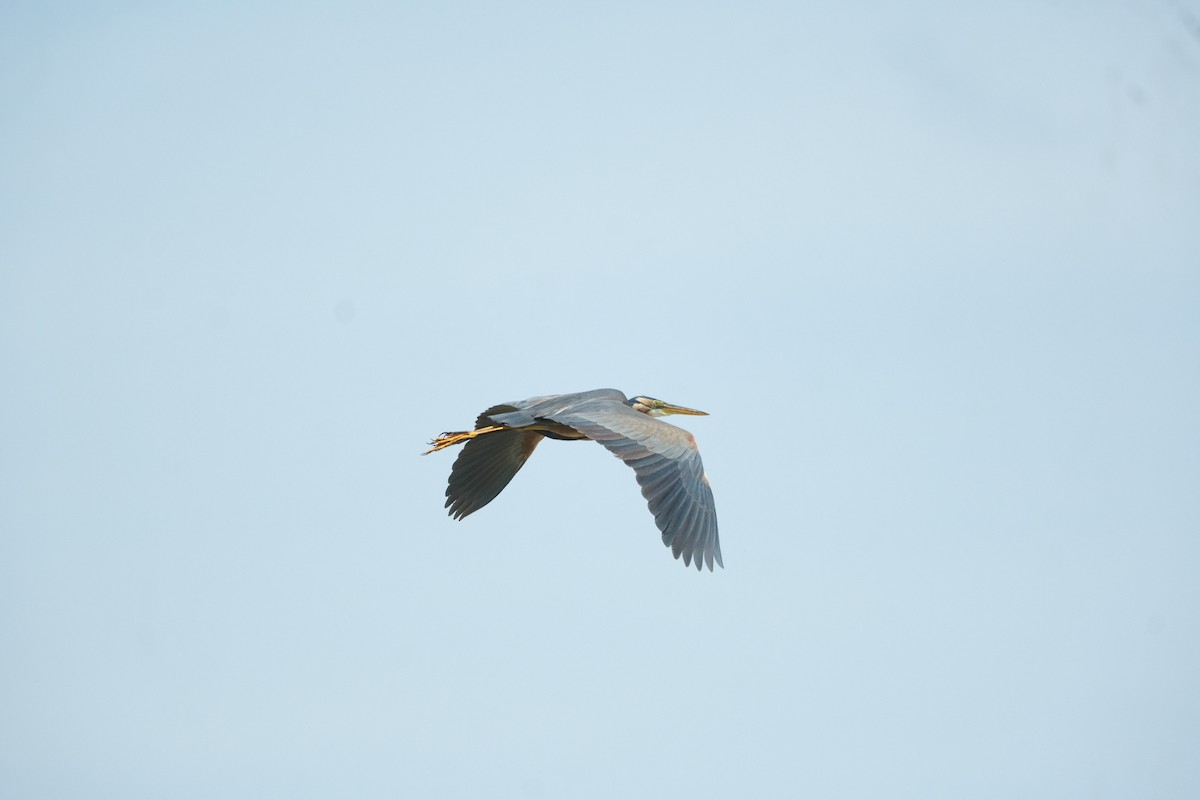 Purple Heron - Gürol Karan