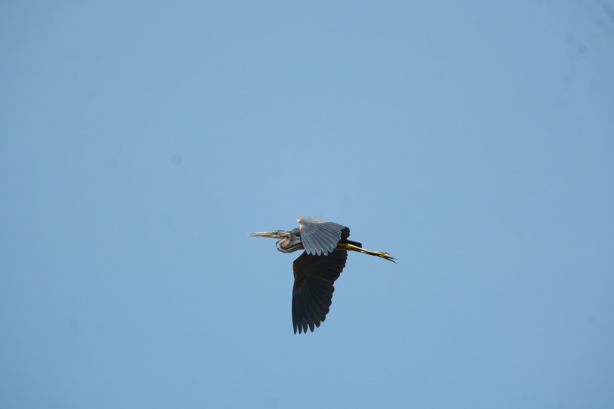 Purple Heron - ML619608483