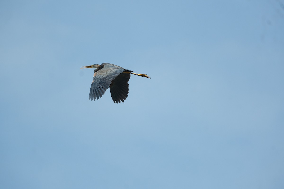 Purple Heron - Gürol Karan