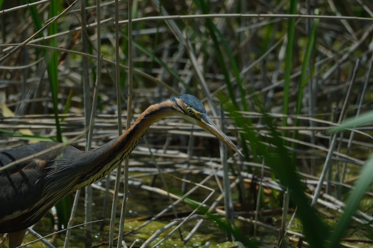 Purple Heron - ML619608488