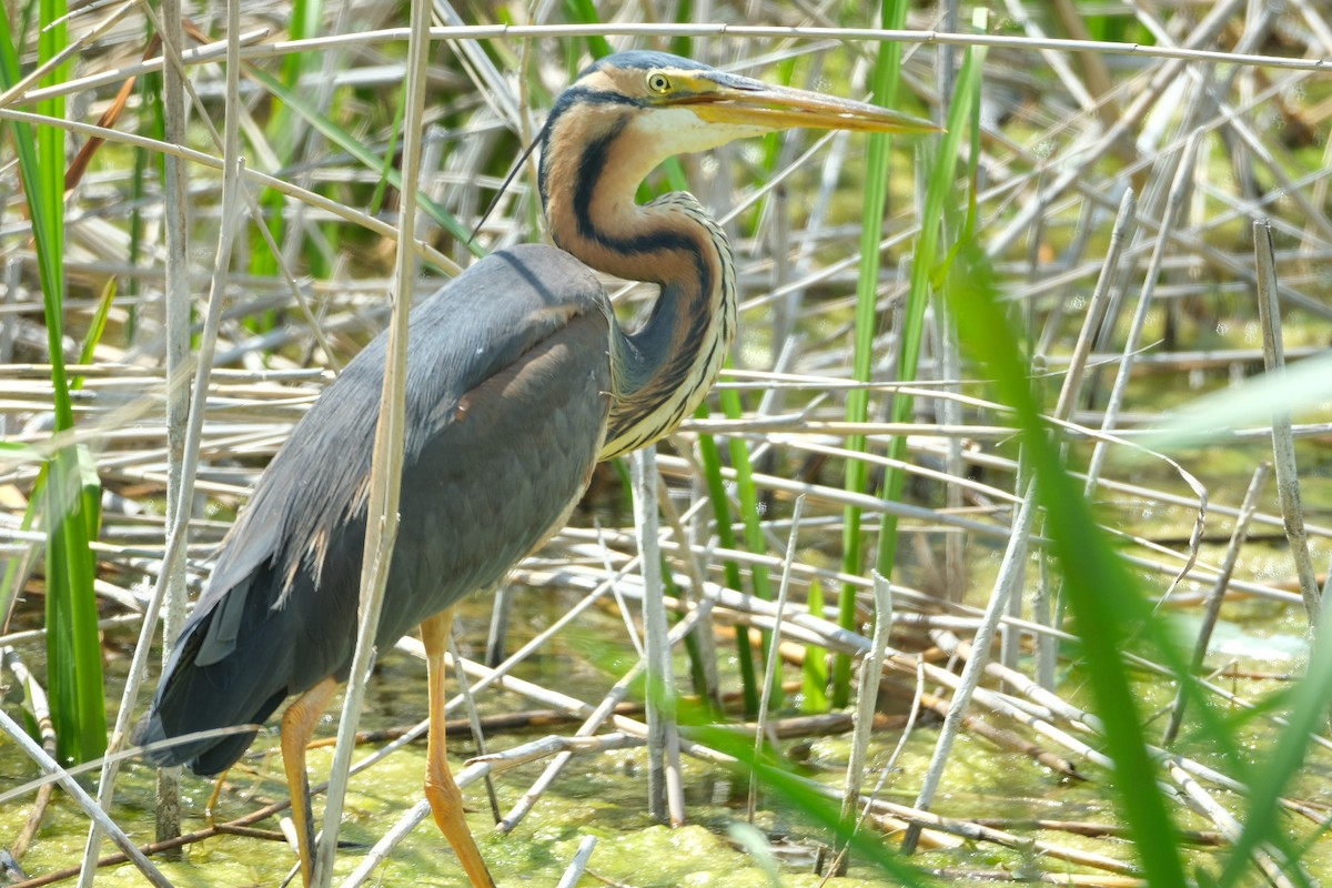 Purple Heron - ML619608489