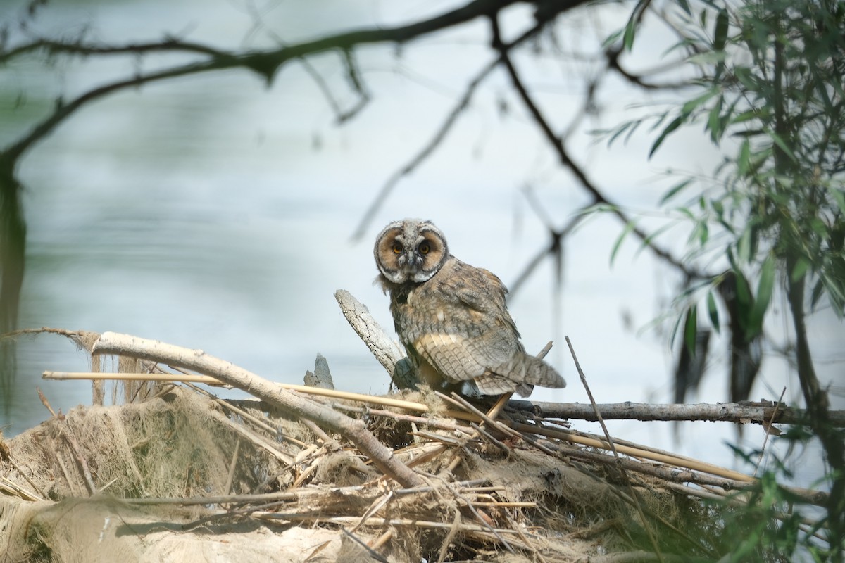 Long-eared Owl - Gürol Karan