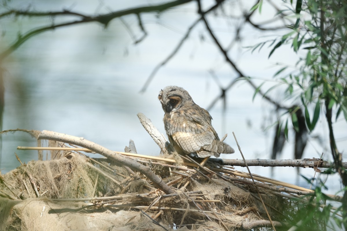 Long-eared Owl - ML619608506