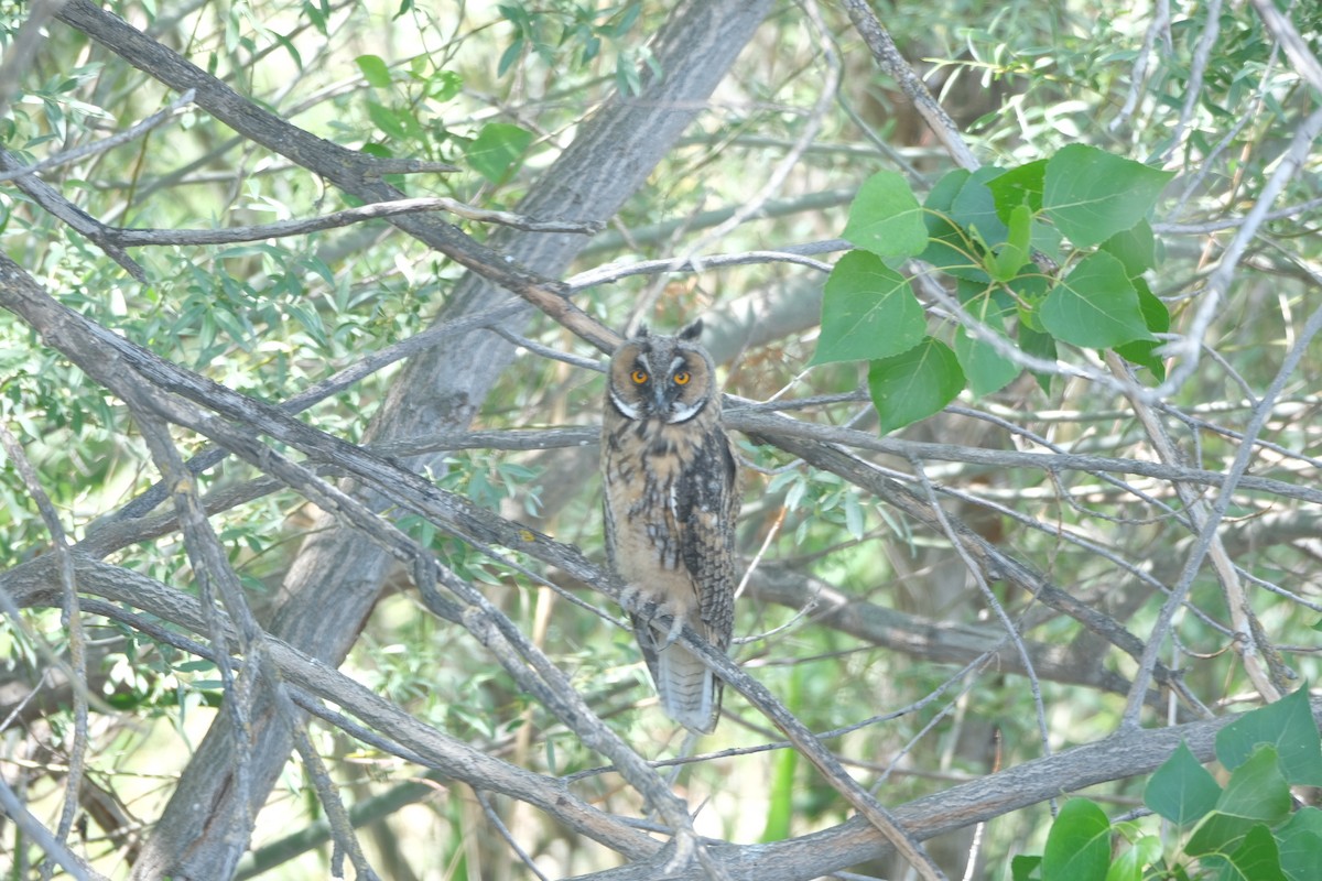 Long-eared Owl - Gürol Karan