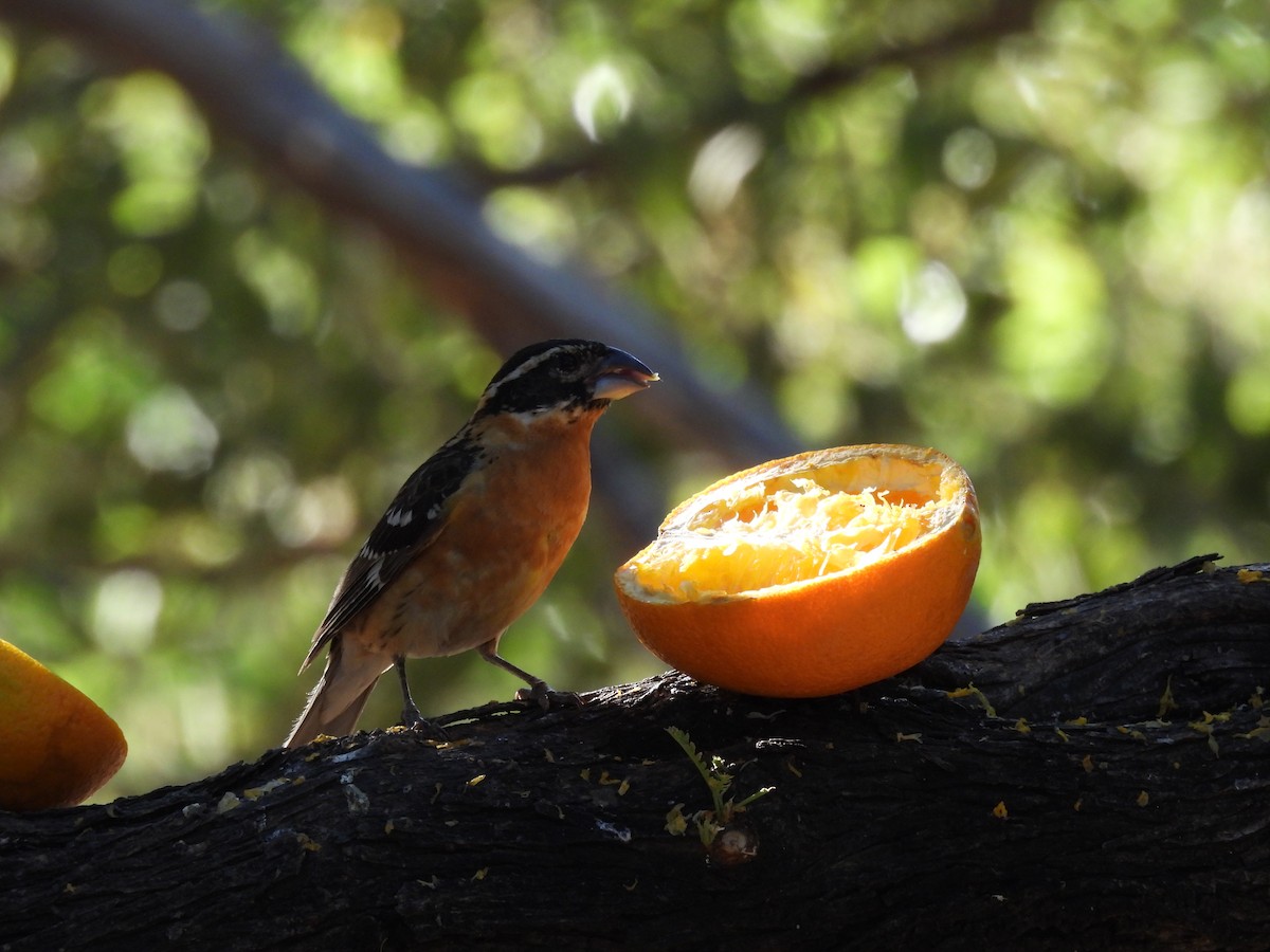 Black-headed Grosbeak - Ben Wik