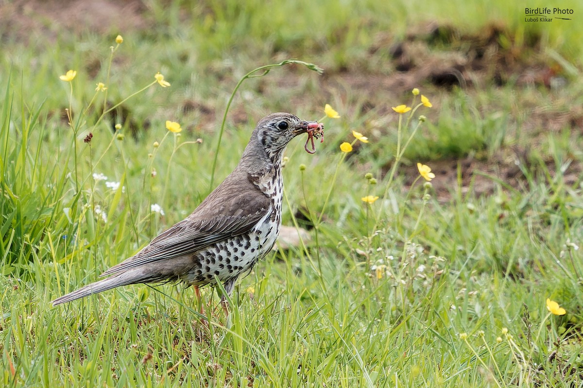 Mistle Thrush - Luboš Klikar