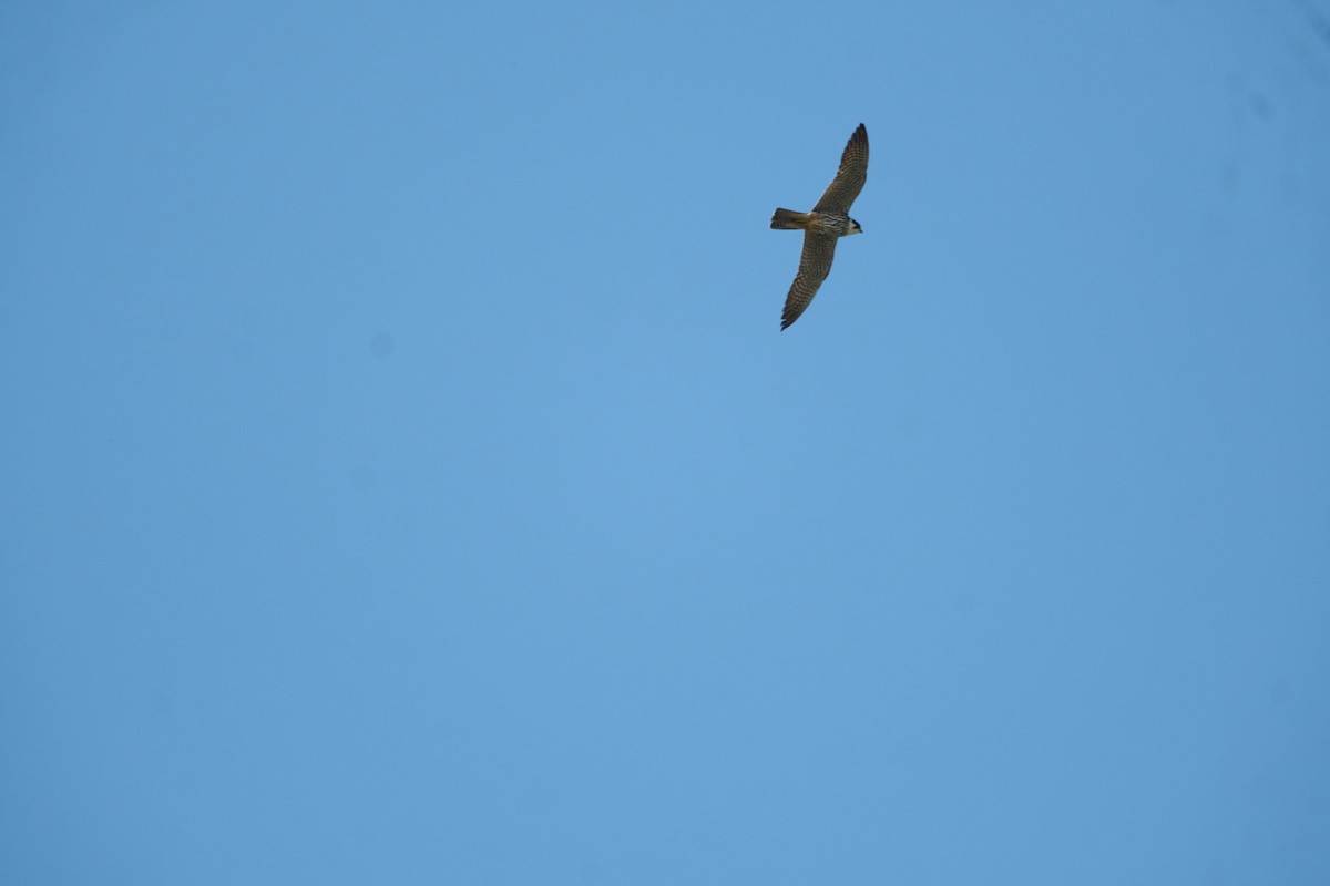 Eurasian Hobby - Gürol Karan