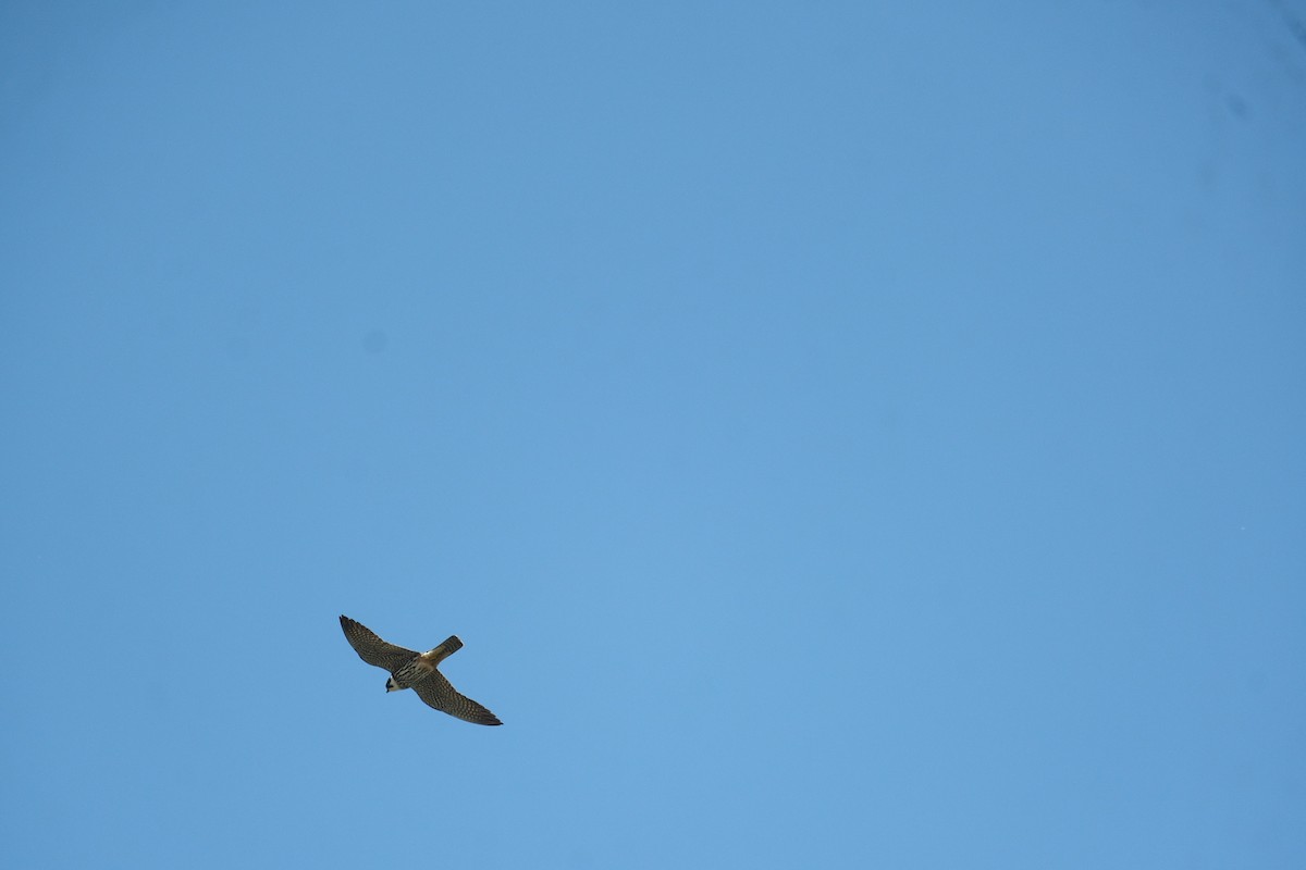 Eurasian Hobby - Gürol Karan