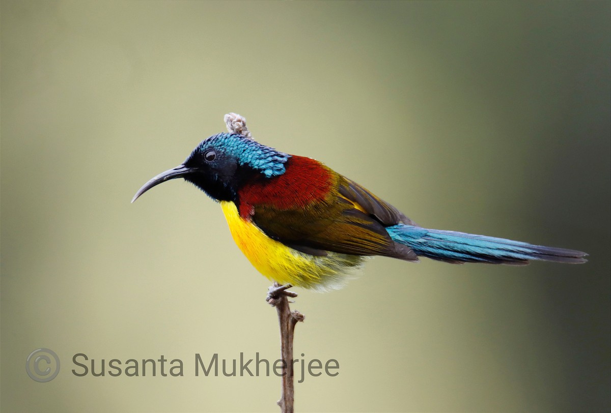 Green-tailed Sunbird - SUSANTA MUKHERJEE