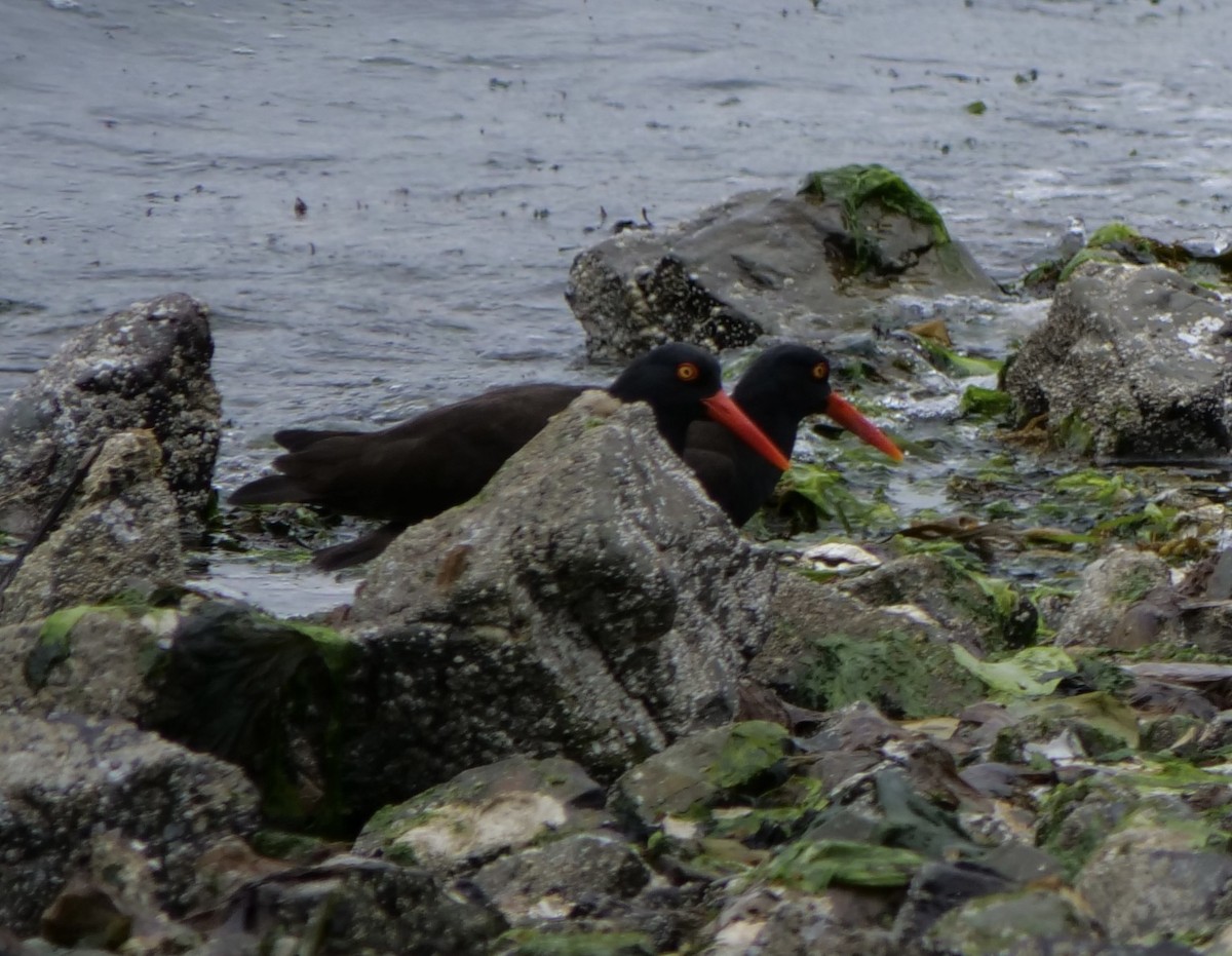 Black Oystercatcher - Jan Bryant