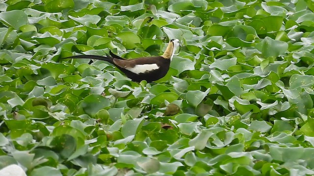 Pheasant-tailed Jacana - ML619608532