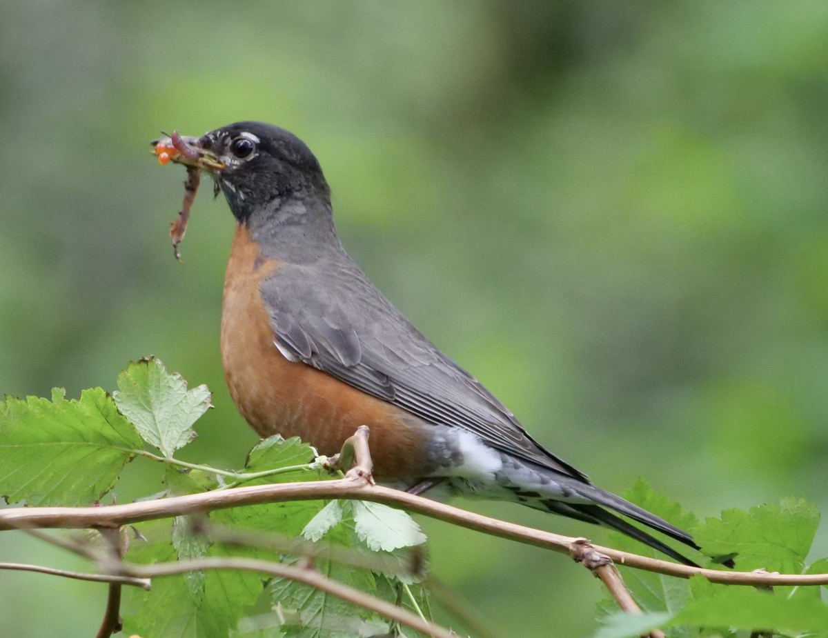 American Robin - ML619608535